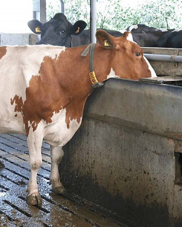 Cow drinking dirty water