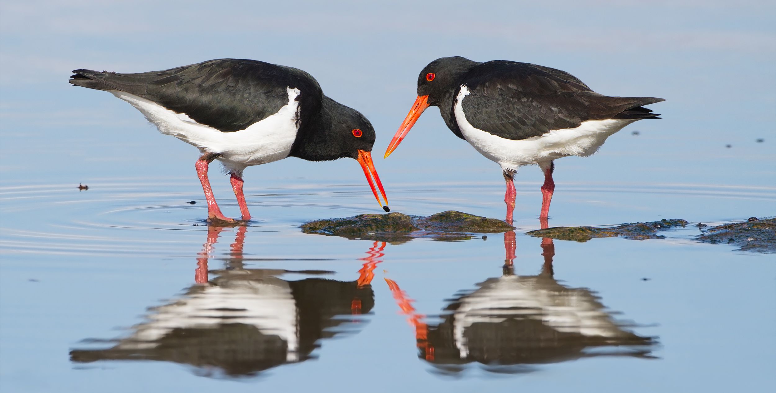 Haematopus longirostris chatting about self-cleaning filters