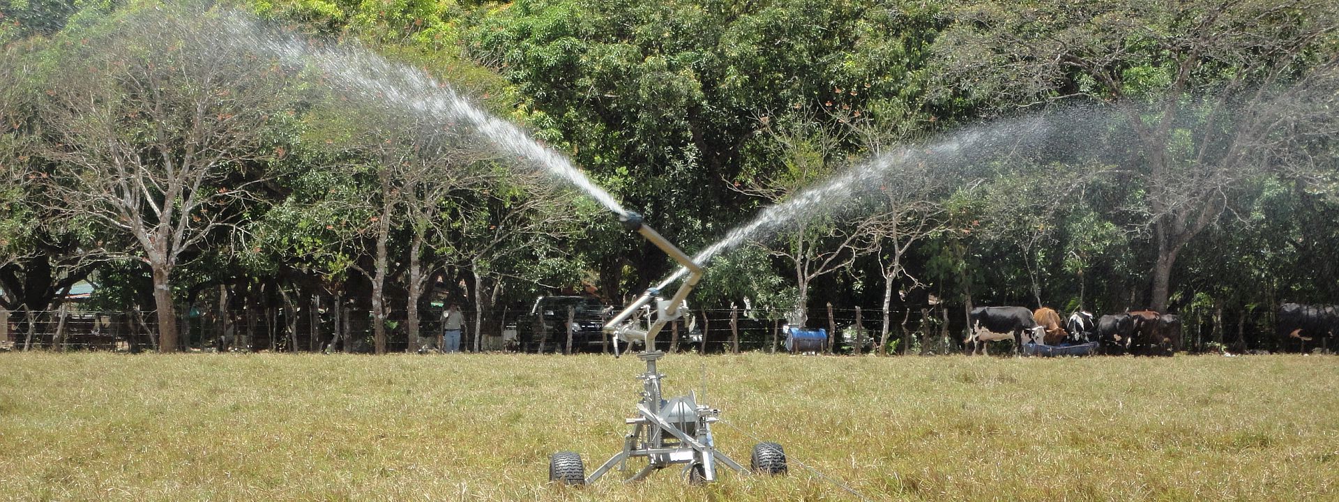 Happy Cows and Briggs Irrigator - Life on the Farm