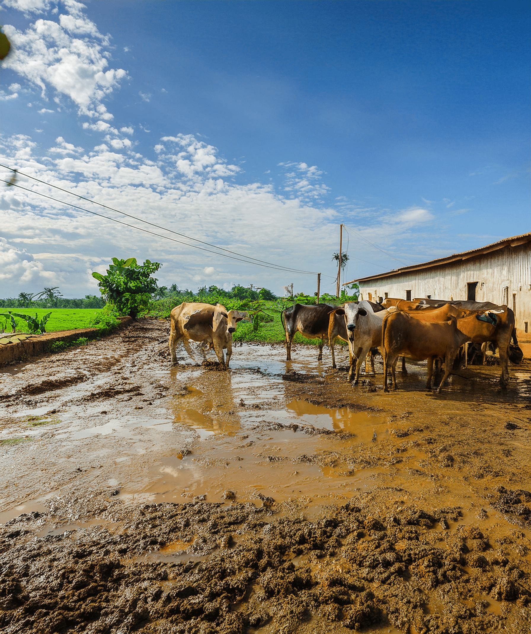 Muddy Cows