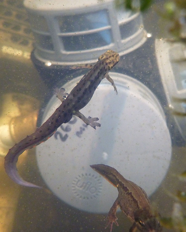 Rotorflush Triplex filter in a pond protecting newts