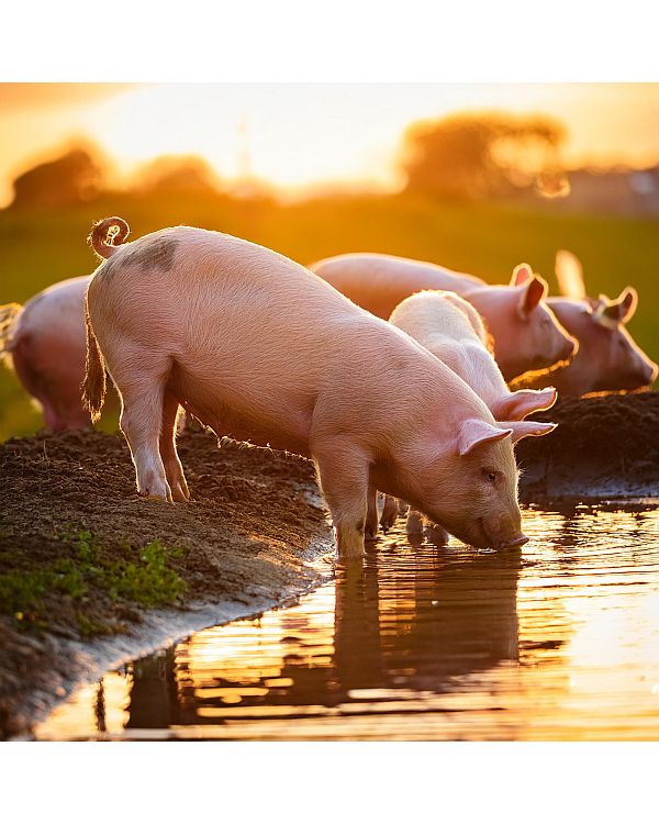 Happy pigs drinking clean water